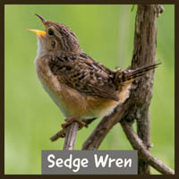 Sedge Wren